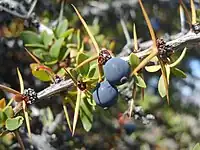 麥哲倫小蘗（英语：）Magellan barberry