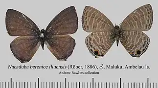 百娜灰蝶N. berenice illuensis♂