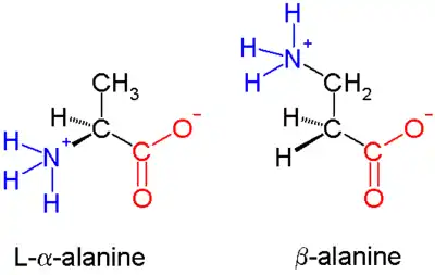 β-丙氨酸，β氨基酸的一个例子。氨基不是连接到α碳而是连接到β碳，在这种情况下是亚甲基。