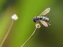 Betasyrphus serarius（甜菜蚜蠅屬）