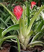 Billbergia pyramidalis