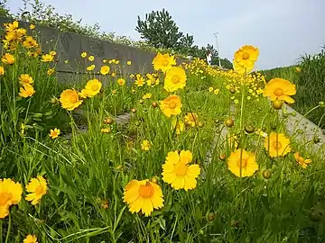 贡湖湾湿地公园中的野花