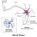 Neural tissue