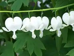 白花荷包牡丹Dicentra spectabilis 'Alba'