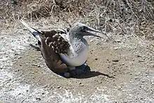 藍腳鰹鳥