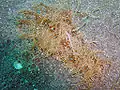 一隻在印尼北蘇拉威西省比通藍碧海峽（Lembeh Strait）的藍點海兔(blue-spotted sea hare, 黃斑燕尾海麒麟, Bursatella leachi)。