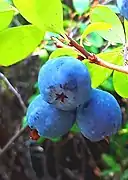 篤斯Bog bilberry