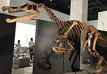 Front of a mounted skeleton