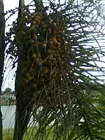 毛布迪椰子（英语：）Woolly jelly palm