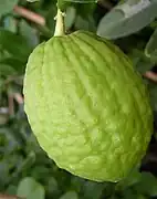 科西嘉枸櫞（英语：）Corsican citron