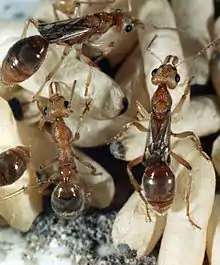 Two queens showing their short, stubby wings. A similar looking worker is nearby, along with some pupae.