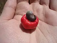 厚腰果梨（英语：）Thick cashew apple