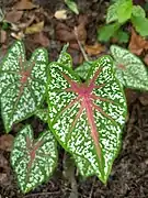 五彩芋 Caladium bicolor