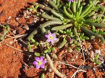 Calandrinia stagnensis