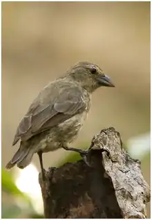 红树林树雀 (Camarhynchus heliobates)