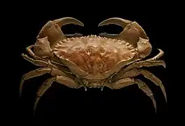 Crab Cancer bellianus（英语：） (真蝦總目)