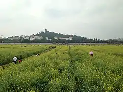 莲湖公园油菜花田