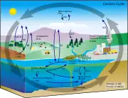 Diagram of the carbon cycle