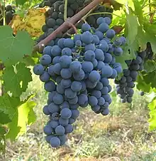 「卡門內葡萄」'Carmenere' Grape