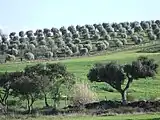 葡萄牙韦迪堡