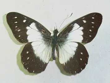 白帶彩粉蝶Catasticta sisamnus