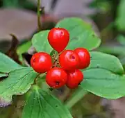 加拿大草茱萸Canadian bunchberry