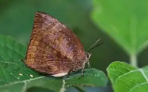 森嬈灰蝶Arhopala centaurus