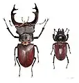 歐洲深山鍬形蟲Lucanus cervus