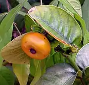 鈕扣山竹（英语：）Button mangosteen