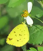 紗麗黃粉蝶Eurema sari