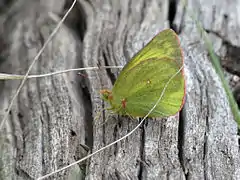 茶豆粉蝶Colias christina