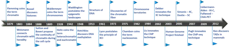 Timeline of chromatin structure studies