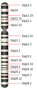 10號染色體