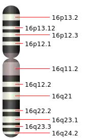 16號染色體