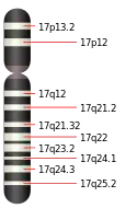 17號染色體