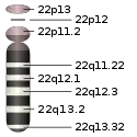 22號染色體