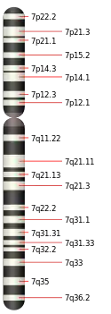 7號染色體