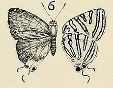 黃銀線灰蝶Spindasis kuyaniana