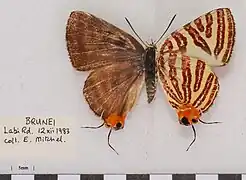 雌性賽利加銀線灰蝶Spindasis seliga rokana♀