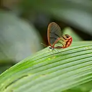 紅暈綃眼蝶Cithaerias pireta