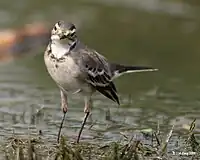 亞成鳥 加爾各答 (西孟加拉邦, 印度)