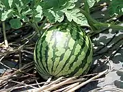 西瓜Watermelon