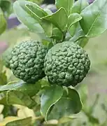 馬蜂橙Kaffir lime