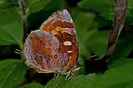 阿花灰蝶Flos adriana