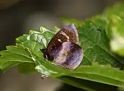 愛睞花灰蝶Flos areste