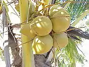 椰子Coconut