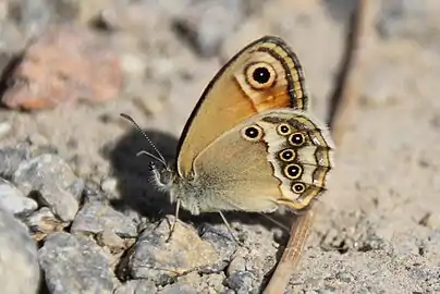 灰暗珍眼蝶Coenonympha dorus