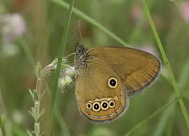 愛珍眼蝶Coenonympha oedippus