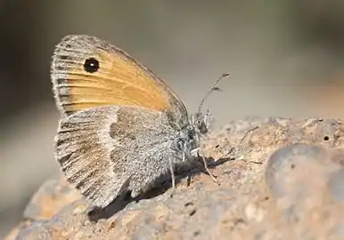 潘非珍眼蝶Coenonympha pamphilus