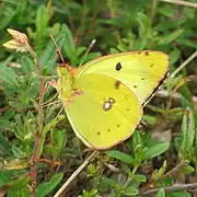 阿爾豆粉蝶Colias alfacariensis